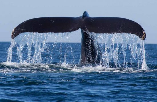 Whale-and-dolphin-watching-1