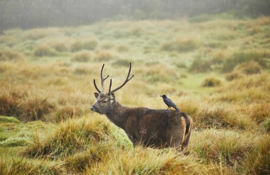 Crow perching on Axis Deer, Horton Plains National Park, Nuwara Eliya, Sri Lanka