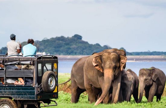 minneriya-nationa-park-3